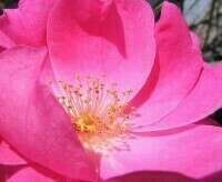 Soin de Nature pour avancer sur vos blessures