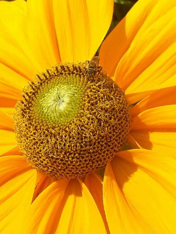 Journée Ayurvédique de l'été