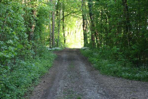 Bain printanier de forêt