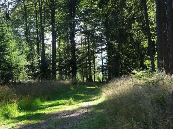 Bain de Forêt magique
