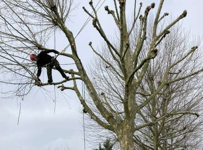elagage-arbre-suspendu.jpeg