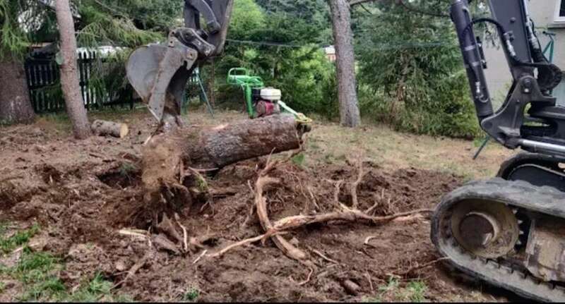 enlevement-de-souche-darbre.jpeg