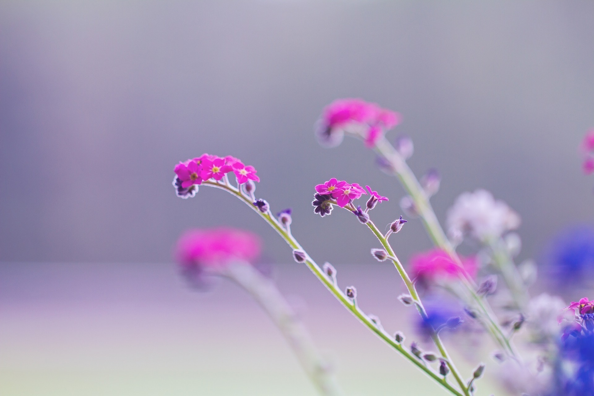 La suggestion mentale ou visualisation