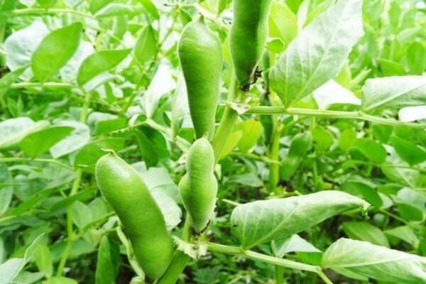 Bactériose vasculaire du haricot : prévenir et guérir