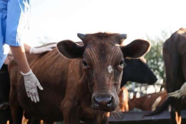 MHE : prolongation pour la distribution des vaccins