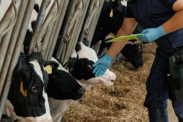 Dermatose nodulaire : des restrictions renforcées