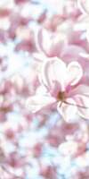 Buissons de roses symbolisant soutien psychologique apaisant