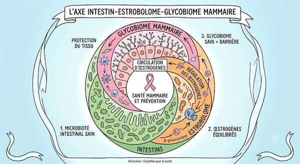 L’Axe Intestin-Sein : Comment l’Estrobolome et le Glycobiome Mammaire Révolutionnent la Prévention du Cancer du Sein
