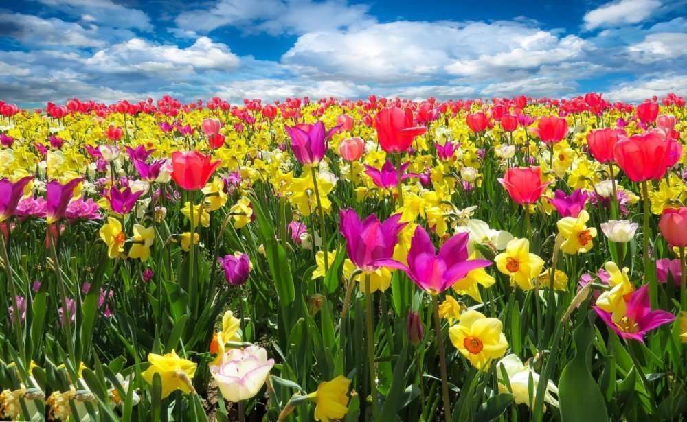 avril les couleurs en puissance