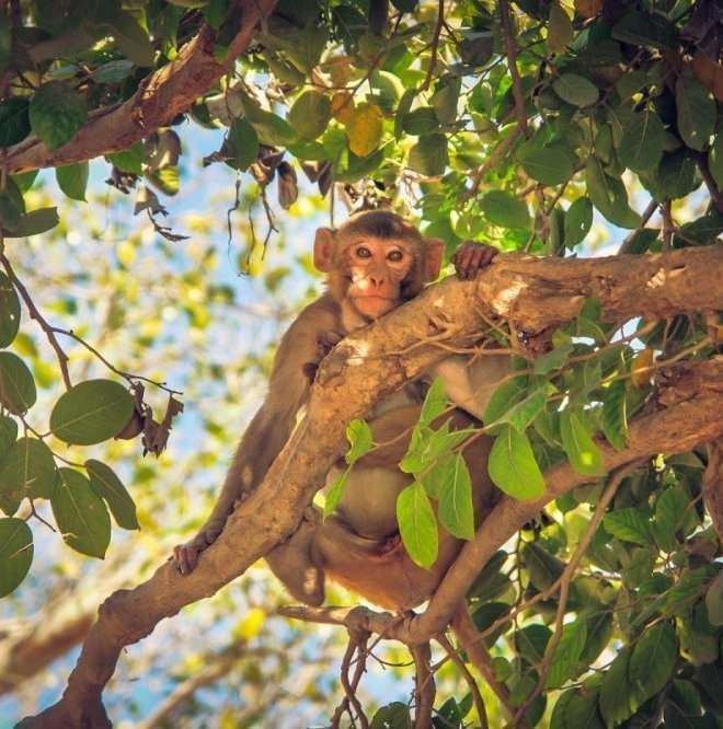 singe