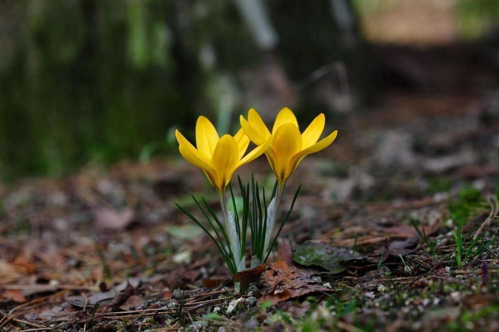 Début de printemps