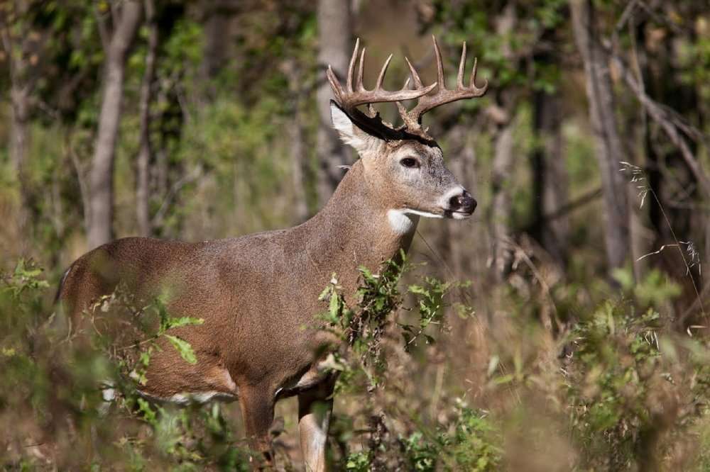 cerf