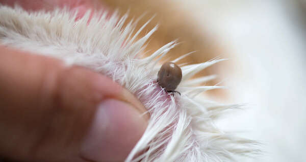 Les parasites externes 