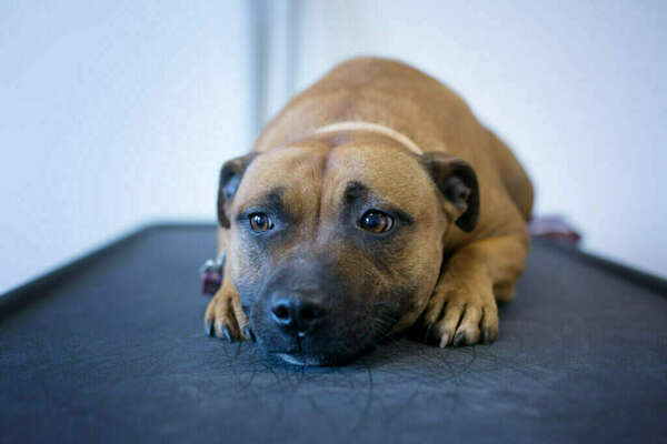 Comprendre et différencier les états émotionnels