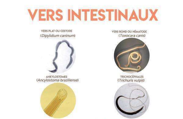 Les parasites internes