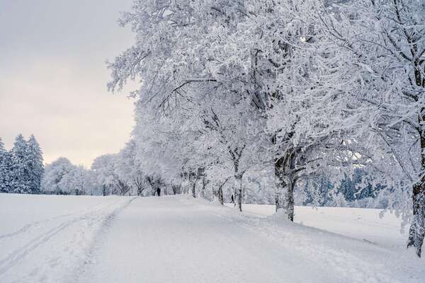 Une bonne raison d'aimer l'hiver