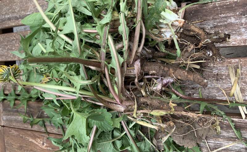 racine_pissenlit_copie