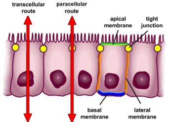 La perméabilité intestinale 