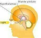 Vous avez dit Mélatonine ? 