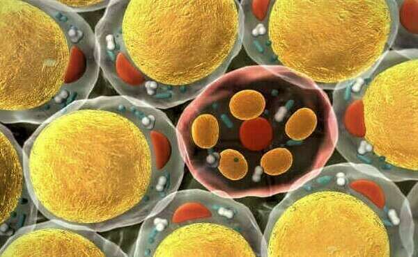 Régimes mal conduits et perte de masse musculaire !