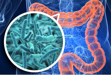 Entretenir un bon microbiote;