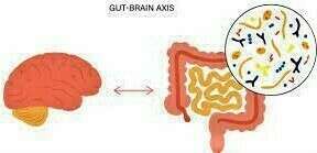 Intestin, cerveau et microbiote : un lien au quotidien ?