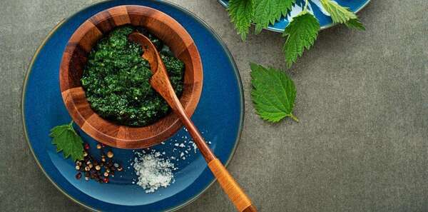Recette Pesto D'ortie : L'ortie une plante qui vous veut du bien 