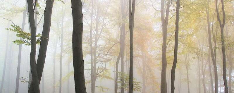 futon shiatsu pratique confortable