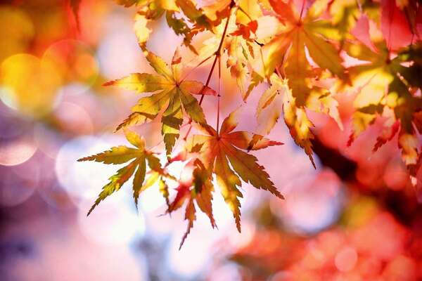 Comment le Shiatsu peut nous soutenir en automne?