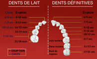L’ÉRUPTION DES DENTS DE LAIT ET DES DENTS DÉFINITIVES