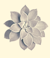 Fleur bleue accueil