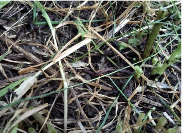 Une terre régénérée… merci les lombrics !