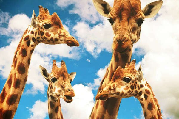 Remarques déplacées à l'annonce d'une grossesse