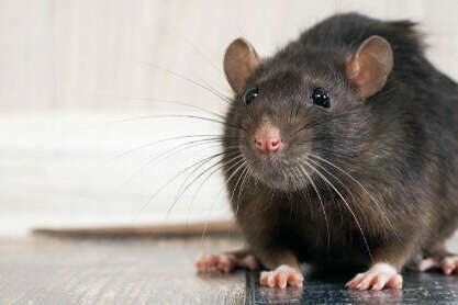 Extermination des rats et souris