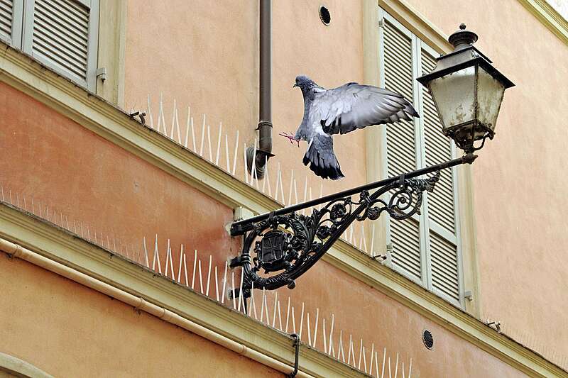 Installation de dispositifs anti-pigeons