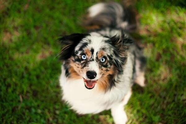 Les 3 portées d'Uranos