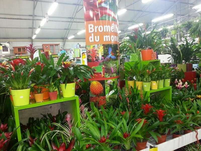 bromeliace1