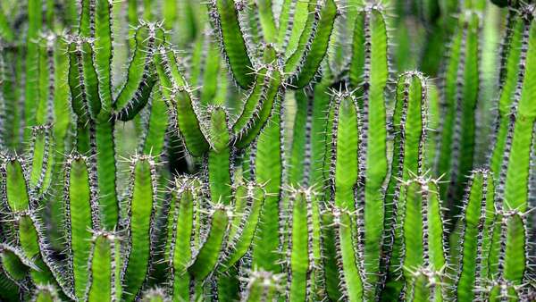 Des cactus pour l'été