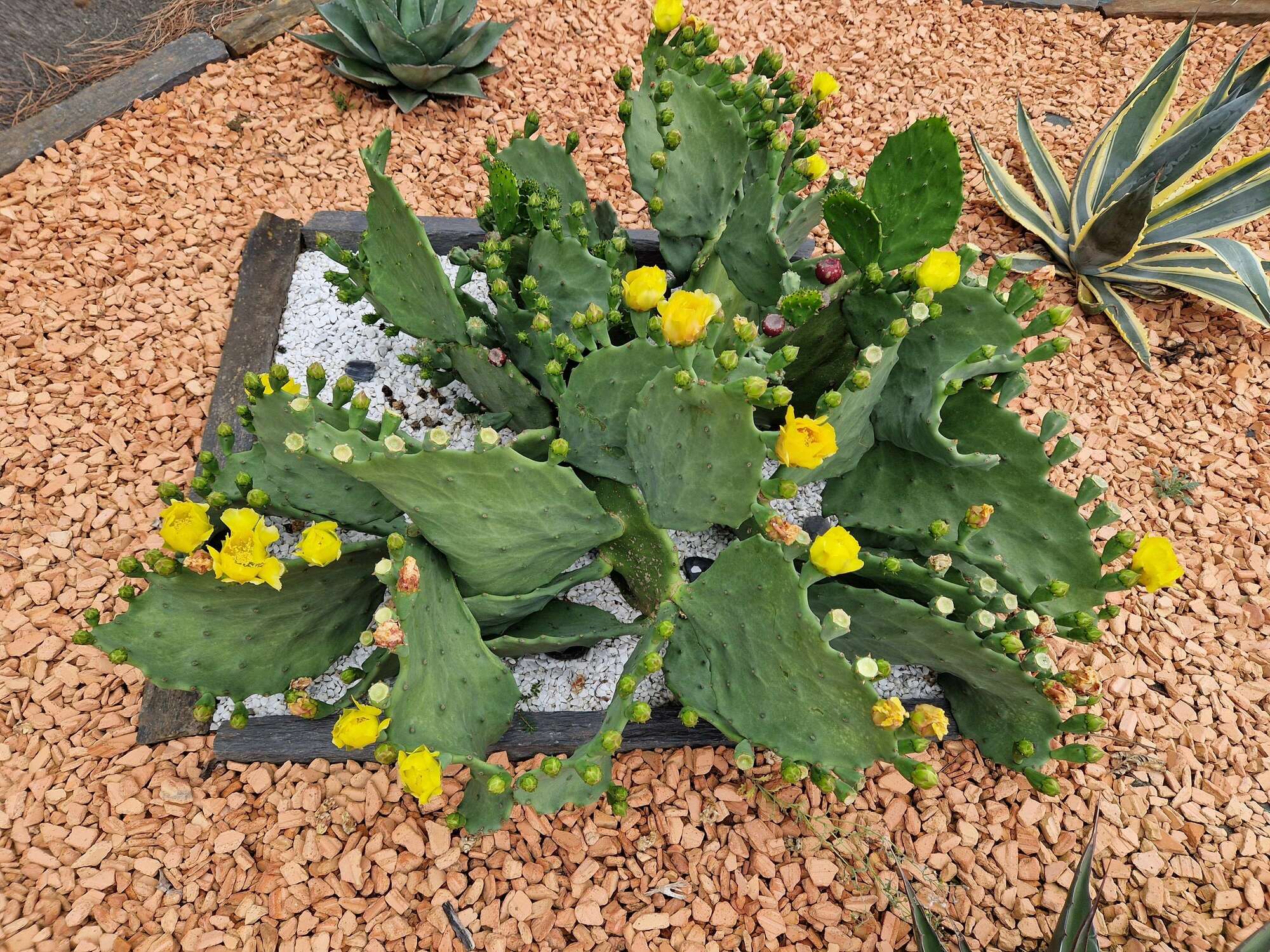 Les cactus qui fleurissent facilement