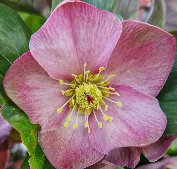 L'hellébore Early Red