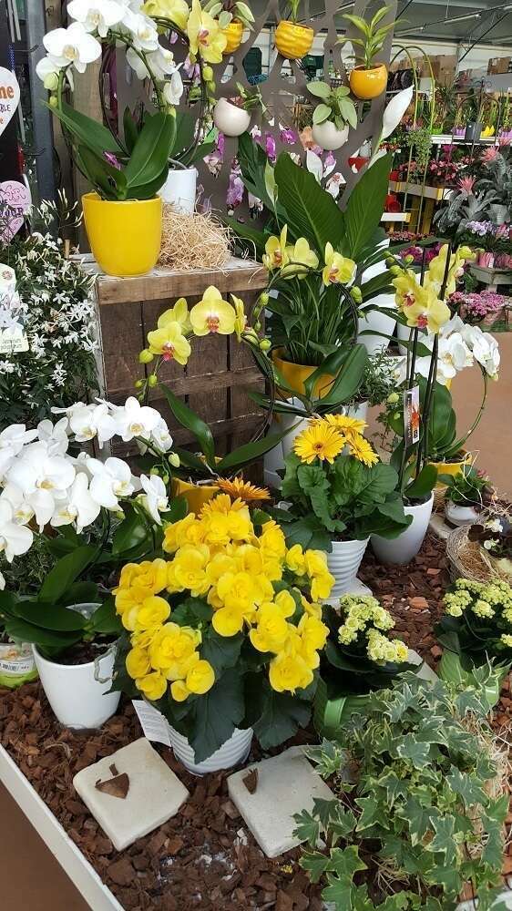 vegeteaux-interieur2