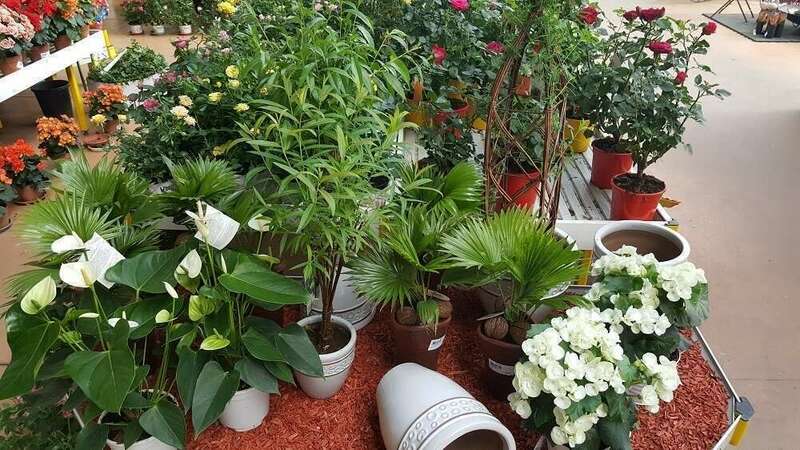 vegeteaux-interieur3