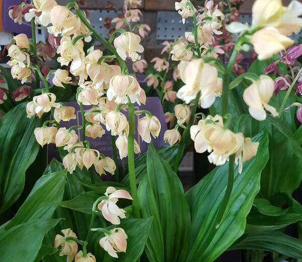 Les orchidées vivaces