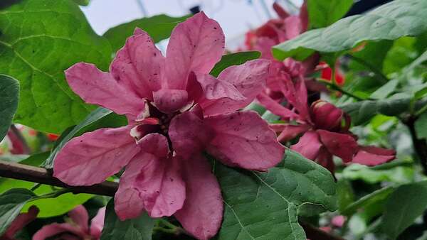 CALYCANTHUS
