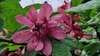 calycanthus