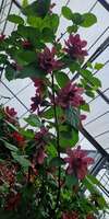 calycanthus