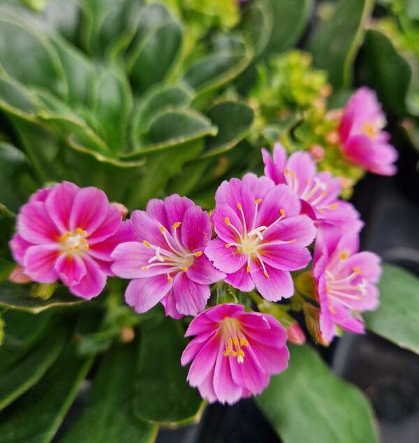 Le Lewisia