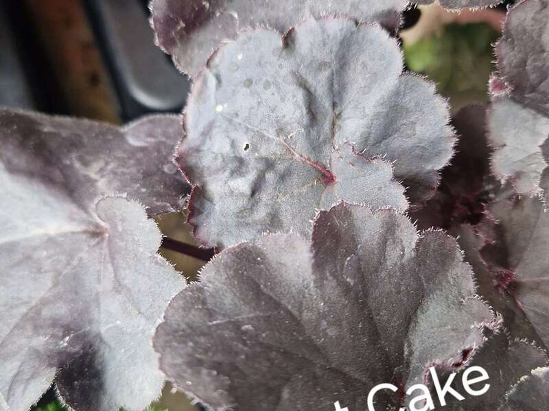 1000099892