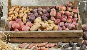 Saviez-vous que les pommes de terres sont toxiques?