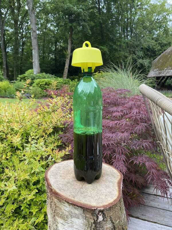 Piège à frelon et à guêpe que l'on peut faire soit même 